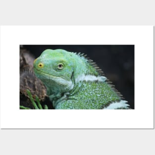 Fijian Crested Iguana Posters and Art